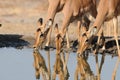 The reflection of thirsty impala ewes