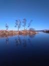 Reflection of three birches in the ice