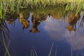 Reflection of three Dutch Cows