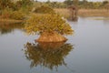 Reflection of three trees in the water of the river