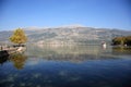 Reflection of tree