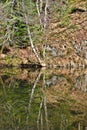 Tree reflection on the Sioule in autumn Royalty Free Stock Photo