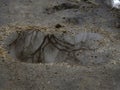 A reflection of a tree branch in a muddy puddle on a rural road Royalty Free Stock Photo