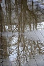 Reflection of tree branches in a puddle Royalty Free Stock Photo