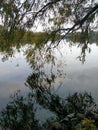 Reflection of tree branches, river Royalty Free Stock Photo