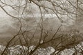 Reflection of tree branches on the water surface Royalty Free Stock Photo