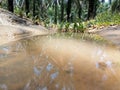 the reflection of the tree can be seen in a puddle of water that looks like a pond Royalty Free Stock Photo