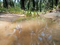 the reflection of the tree can be seen in a puddle of water that looks like a pond Royalty Free Stock Photo