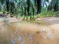 the reflection of the tree can be seen in a puddle of water that looks like a pond Royalty Free Stock Photo