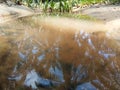 the reflection of the tree can be seen in a puddle of water that looks like a pond Royalty Free Stock Photo