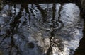 Reflection of a tree in the water