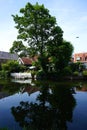 Reflection of the tree in Edam