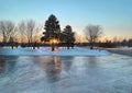 The reflection of a tree on the ice