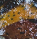 Reflection of tree image in puddle
