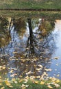 Reflection of a tree in a lake in autumn with fallen leaves Royalty Free Stock Photo