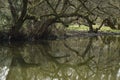 Reflection of a tree on the lake during daytime Royalty Free Stock Photo