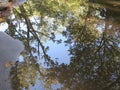 Reflection of a tree in a pool of water in the Vondelpark in Amsterdam Royalty Free Stock Photo