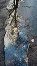 Reflection of tree in puddle on asphalt road Royalty Free Stock Photo