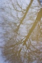 Reflection of a tree in a puddle Royalty Free Stock Photo