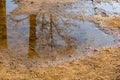 Reflection of tree in puddle Royalty Free Stock Photo