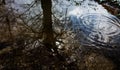 Reflection of the tree in the puddle. Royalty Free Stock Photo