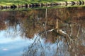 The reflection of the tree and sky shows in the pond.