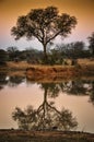 African waterhole with tree reflection at sunset Royalty Free Stock Photo