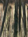 Reflection of tree trunks in a lake as an impressionist painting