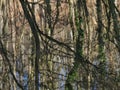 Reflection of tree trunks in a lake as an impressionist painting