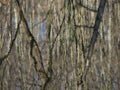 Reflection of tree trunks in a lake as an impressionist painting