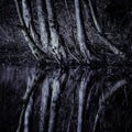 Reflection of tree trunks in water