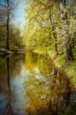 reflection of tree trunks in water in the spring Royalty Free Stock Photo