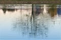 The reflection of the tree is visible in the water of the pond Royalty Free Stock Photo