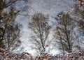 Reflection of a tree in water. Autumn. The leaves fell into a puddle. Royalty Free Stock Photo