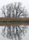 Reflection of a tree in the water in autumn. Minimalism in nature, river landscape