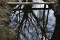 Reflection of a tree in the water