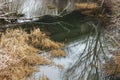 Reflection of a tree in the water of the Golyama Kamchia river