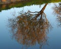 A reflection of a tree Royalty Free Stock Photo