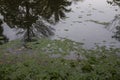 Reflection of Tree in Water of Pond Royalty Free Stock Photo