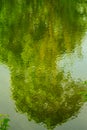 Reflection of Tree on water pond Royalty Free Stock Photo