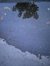 Reflection of a tree in the water on the road, puddle Royalty Free Stock Photo