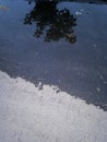 Reflection of a tree in the water on the road, puddle Royalty Free Stock Photo