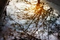 Reflection tree on a water in street, soft focus Royalty Free Stock Photo