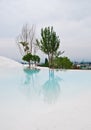 Reflection of a tree in a white lake