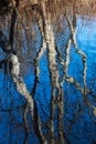 Reflection of trees and blue sky in water. Sunny spring day Royalty Free Stock Photo