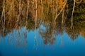 Reflection of trees of deciduous forest and sky in the water of the river