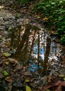 Reflection of trees with Fall leaves in Mount Baker Snoqualmie National Forest, Washington Royalty Free Stock Photo