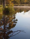 Reflection of trees on a marsh lake