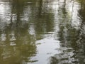 Reflection of of trees mirrored on rippled water surface background Royalty Free Stock Photo