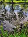 Reflection of trees in a pond in spring on a sunny day. Royalty Free Stock Photo